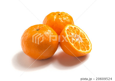 ポンカン 20609524