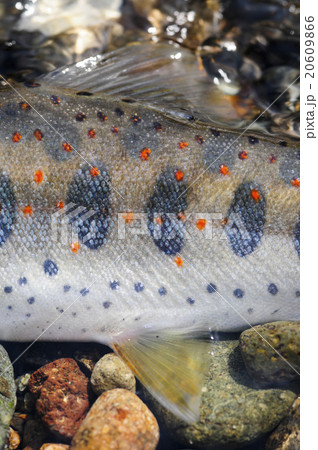 アマゴのパーマーク アマゴのパーマーク 20609866