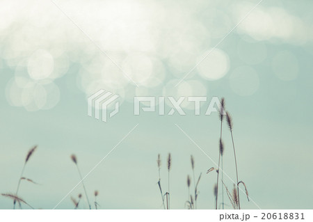 冬の川辺に佇むエノコロ草と陽射し 冬の川辺に佇むエノコロ草と陽射し 20618831