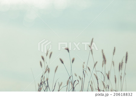 冬の川辺に佇むエノコロ草と陽射し 20618832