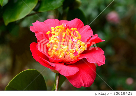 ツバキの花 ツバキの花 20619425