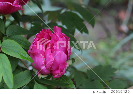 紅輝獅子 ボタンの花の蕾と雨雫の写真素材