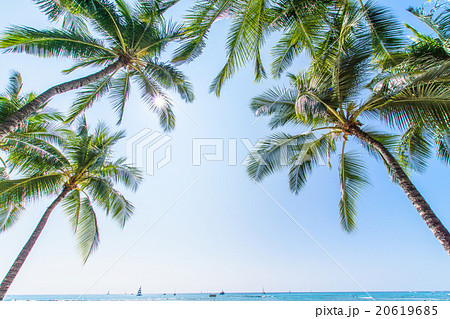 【ハワイ】オアフ島・ヤシの木と青空 20619685