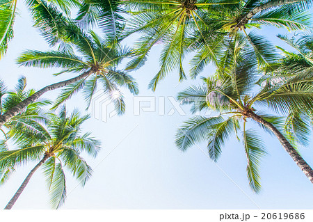 【ハワイ】オアフ島・ヤシの木と青空 20619686