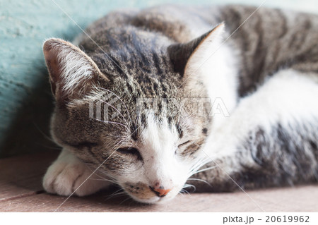 Thai cat sleeping in garden home Thai cat sleeping in garden home 20619962