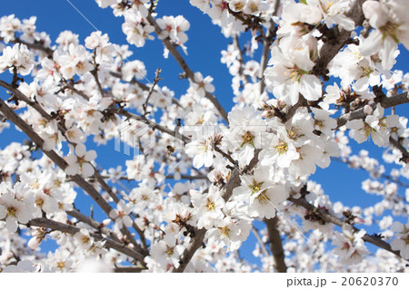 アーモンドの花: almond flower  20620370