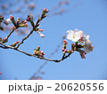 桜 20620556