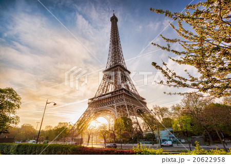 Eiffel Tower with spring tree in Paris, France 20622958