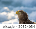 バストショットなオジロワシ 20624034