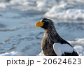 横顔 20624623