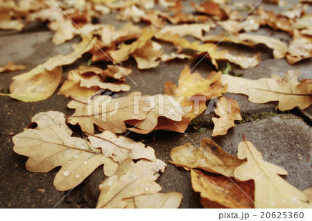 fallen yellow autumn leaves background, texture fallen yellow autumn leaves background, texture 20625360