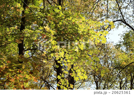 background trees in the forest 20625361
