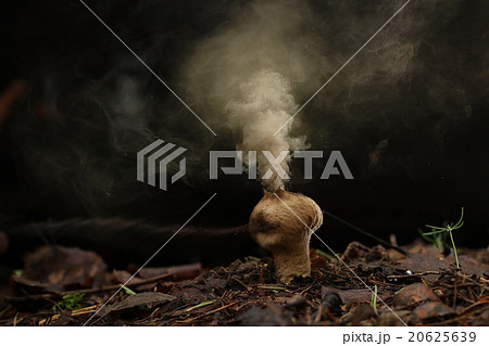 Puffball fungus spores reproduction smoke mushroom 20625639