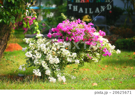 macro red flowers green grass background summer 20625671
