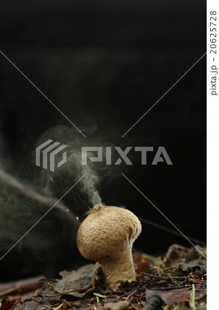 Puffball fungus spores reproduction smoke mushroom 20625728