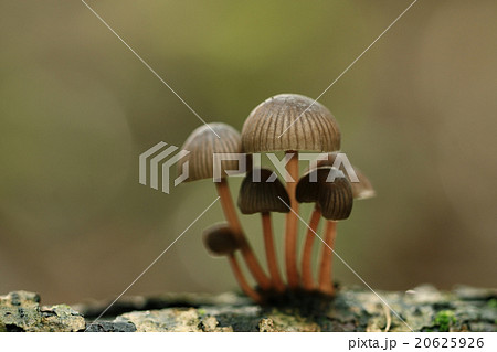 poisonous mushrooms in the forest 20625926