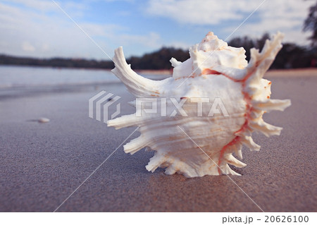 Tropical conch on a sandy beach Tropical conch on a sandy beach 20626100