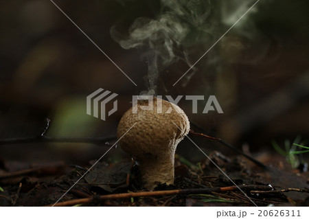Puffball fungus spores reproduction smoke mushroom 20626311