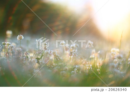 summer landscape background sun flowers Rays 20626340
