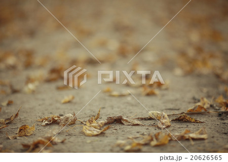 texture fallen yellow leaves 20626565