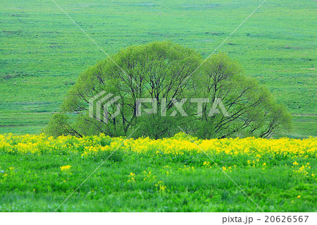 wild flowers in the field 20626567