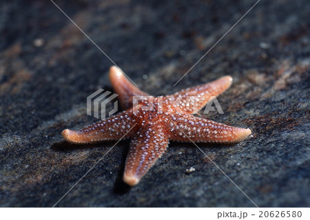 live starfish, sea life concept 20626580
