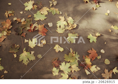 fallen yellow autumn leaves background, texture 20626915