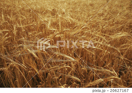 spikelets of wheat in a field texture agriculture 20627167