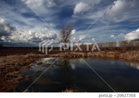 Autumn lonely tree in the wind field Autumn lonely tree in the wind field 20627308