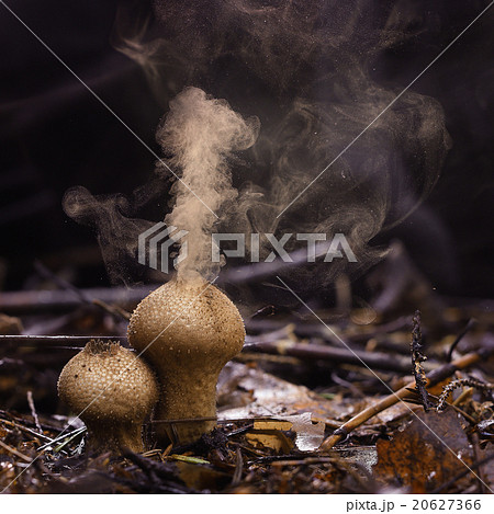 Puffball fungus spores reproduction smoke mushroom 20627366
