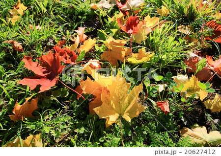 fallen yellow autumn leaves background, texture fallen yellow autumn leaves background, texture 20627412