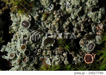 texture moss lichen macro mushroom texture moss lichen macro mushroom 20627790