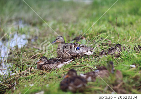 duck in city park duck in city park 20628334