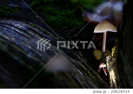 small poisonous mushroom, magic picture small poisonous mushroom, magic picture 20628434