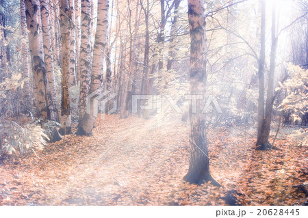 Morning in the autumn forest landscape 20628445
