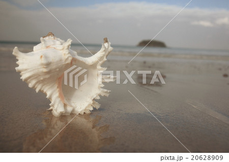 Tropical conch on a sandy beach Tropical conch on a sandy beach 20628909