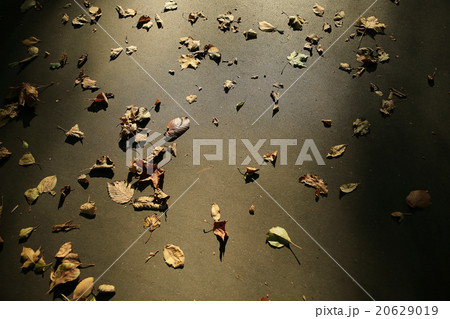 background of fallen leaves on the asphalt in the city 20629019