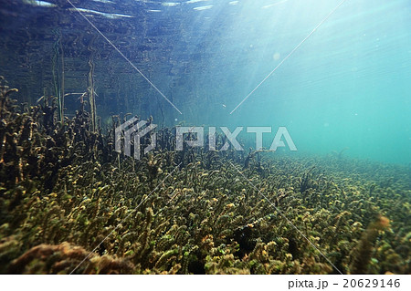 underwater scenery in the river diving underwater scenery in the river diving 20629146