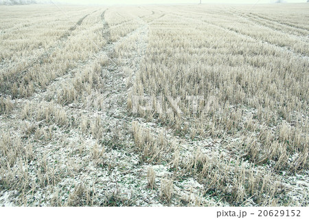 Snowy winter road in a field Snowy winter road in a field 20629152