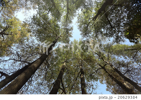autumn sky leaves background 20629384