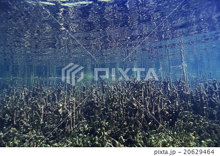 underwater scenery in the river diving underwater scenery in the river diving 20629464