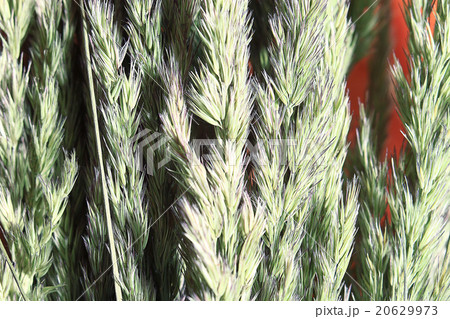 background autumn grass background autumn grass 20629973