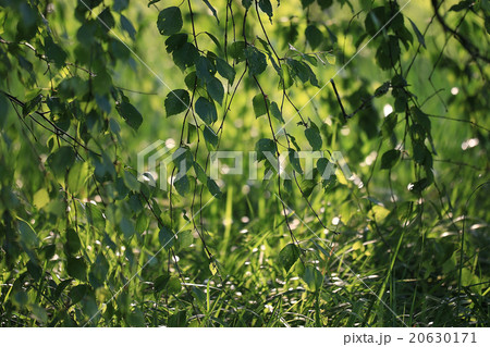 texture of fresh green grass texture of fresh green grass 20630171