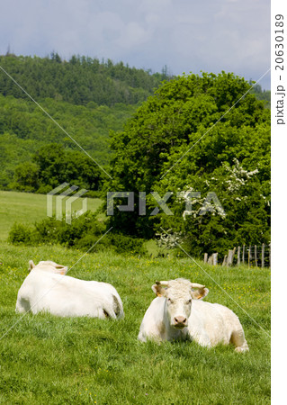 cows, Burgundy, France 20630189