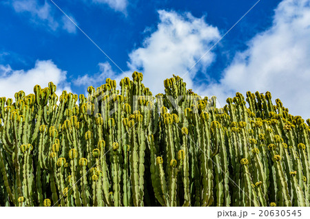 Candelabrum spurge (Euphorbia candelabrum) cactus Candelabrum spurge (Euphorbia candelabrum) cactus 20630545