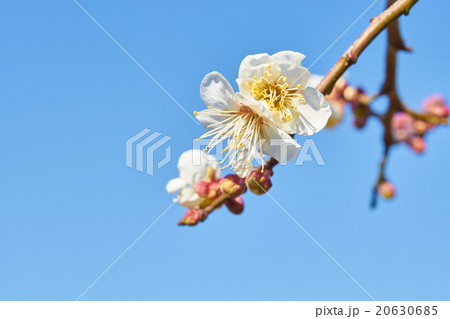 梅の花(青空背景) 梅の花(青空背景) 20630685