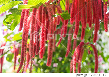 ベニヒモノキ 20631015