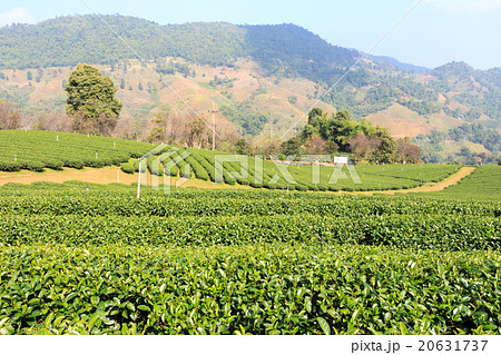 Tea plantation Tea plantation 20631737