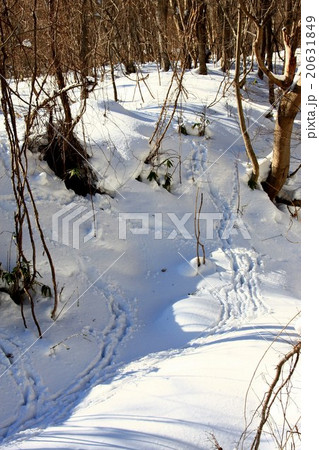 雪の中の獣道 20631849
