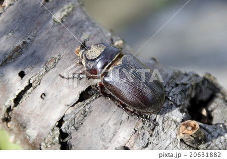 サイカブト サイカブト 20631882